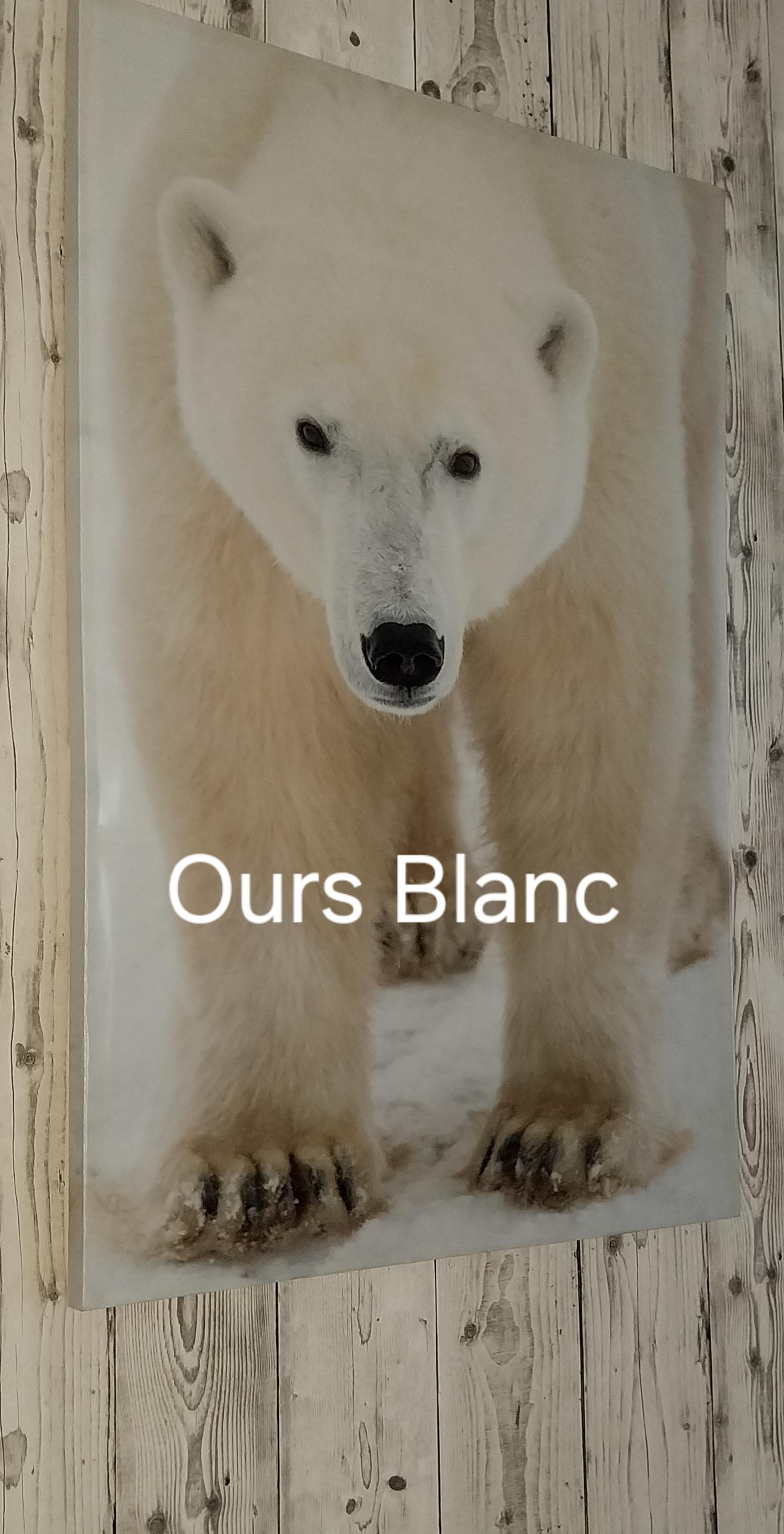 oursblanc75 from France